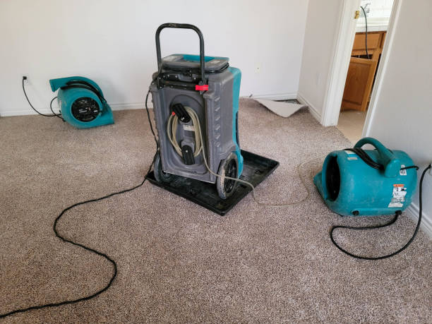Best Mold removal after water damage  in Williamsport, MD